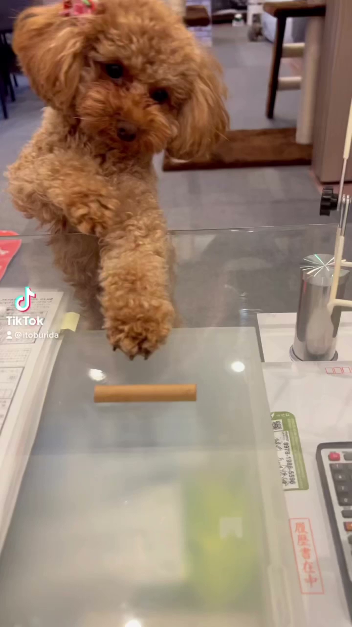 伊藤ブリーダー