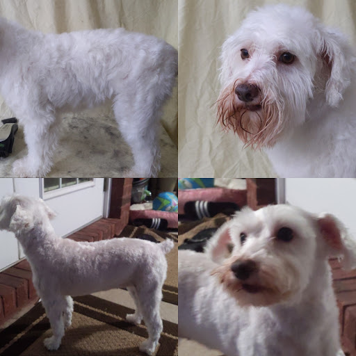 Jurassic Bark Pet Care, LLC