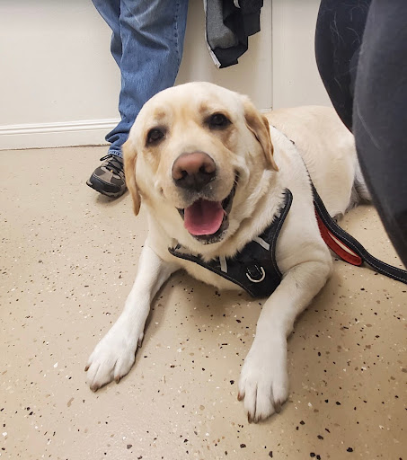 Sierra veterinary clinic - Thumbnail