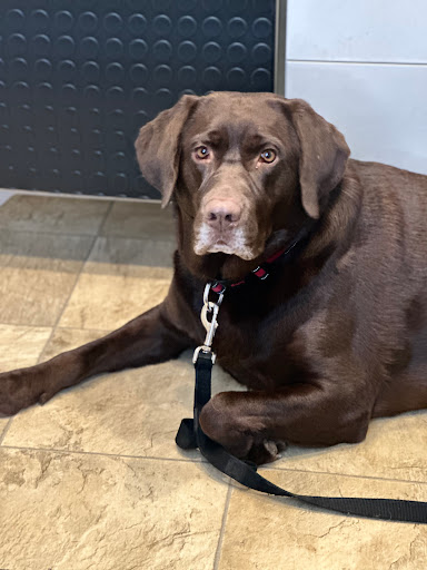 Westboro Animal Hospital