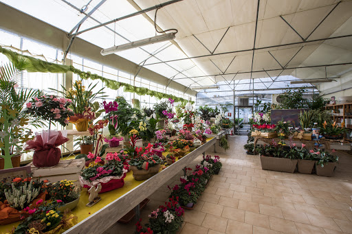 Floricoltura Gallonetto Flora Gallery - Italy