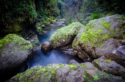 Photos of Karamatura Falls and Tom Thumb kauri tree