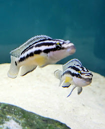 Photo n°27 de Aquatic Forest à Saint-Quentin (Magasin d'aquariophilie)