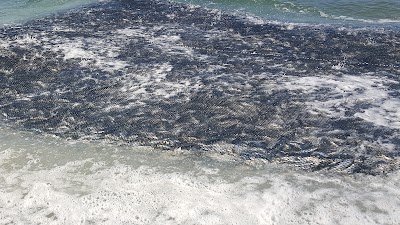 Photos of Reunion Park Beach