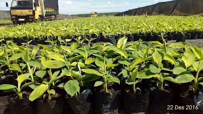 Photos of Nusantara Tropical Farm