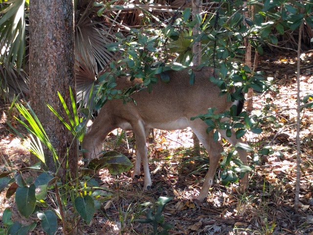 Blue Hole Observation Platform
