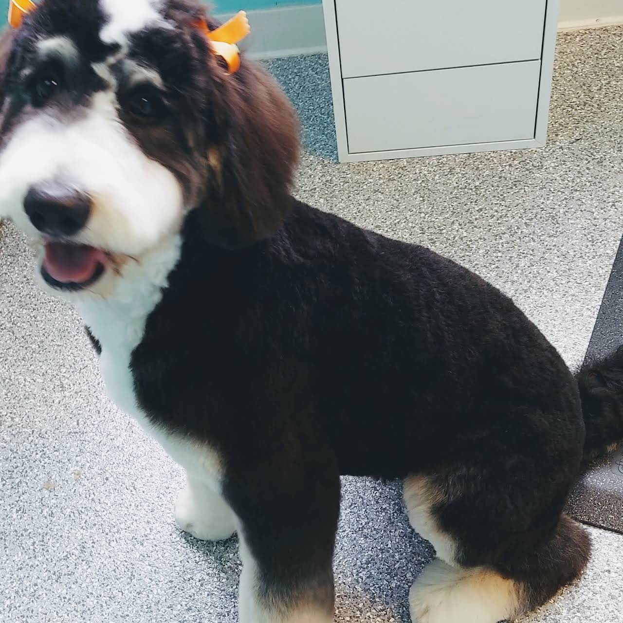 Ruff N Fluff Pet Grooming Pet Groomer in Auburn