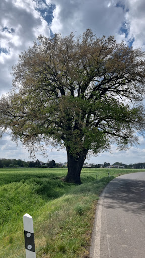 Grenzeiche - Visual