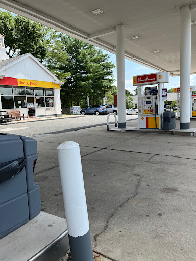 Chantilly Shell - Visual