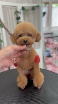 ドッグサロン ドロップ