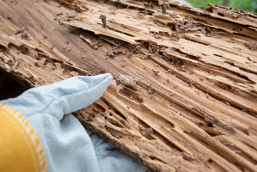 Photo de Montesquieu Termites Capricornes à Cabanac-et-Villagrains (33650)