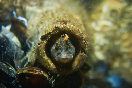 Good Life Divers - Thumbnail