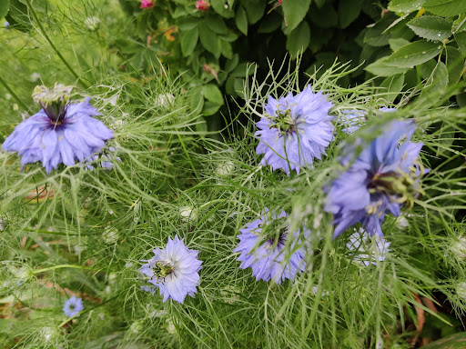 Rosengarten Am Schloß - Thumbnail