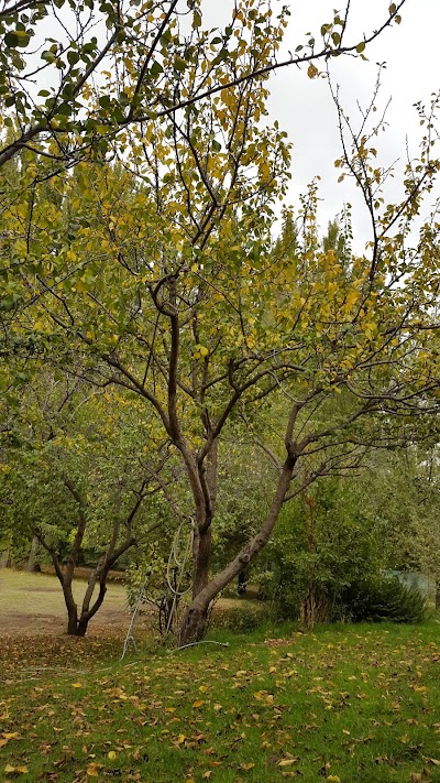 Photos of El viejo pop
