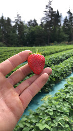 Photo n°3 de Les petits fruits du Lignon à Le Chambon-sur-Lignon (Ferme bio)