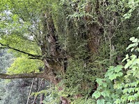 今山田の大カツラ