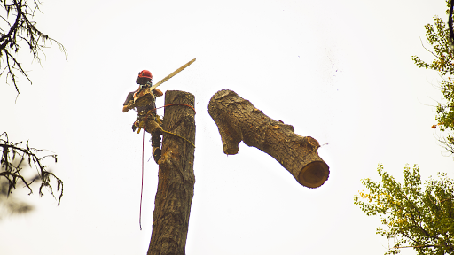 Tumwater Tree Service - Thumbnail