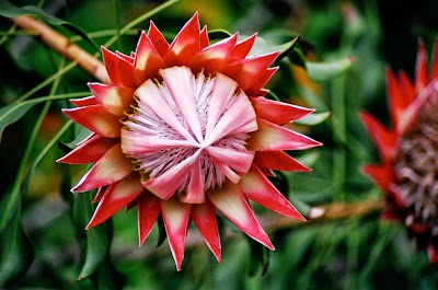 Anuhea Flowers