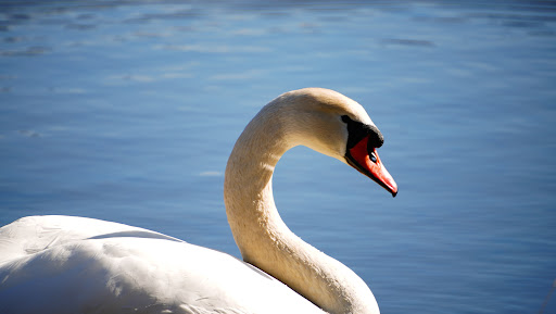 Tierische Begegnung am Haidersee - Thumbnail