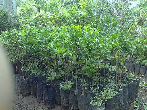 Vivero Danna Sofía - Thumbnail