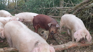 Photo n°8 de RAINGO 