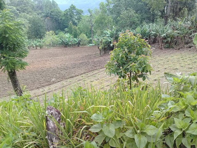 Salto jimenoa 1