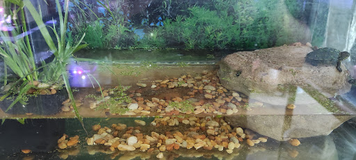Acuario African Cichlids - Thumbnail