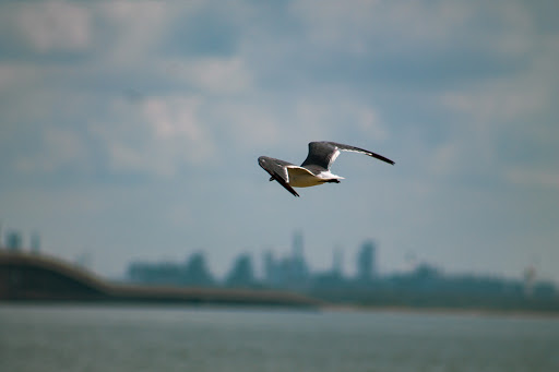 Alcoa Bird Tower - Thumbnail