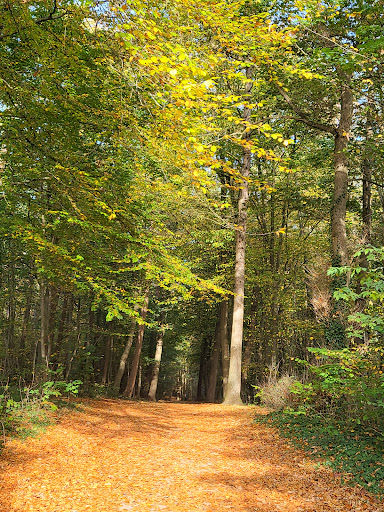 Waldkindergarten Ameisenhaufen - Thumbnail