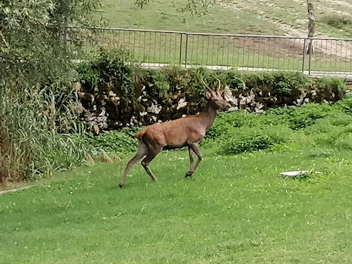 riserva naturale guidata Gole del Sagittario - Thumbnail
