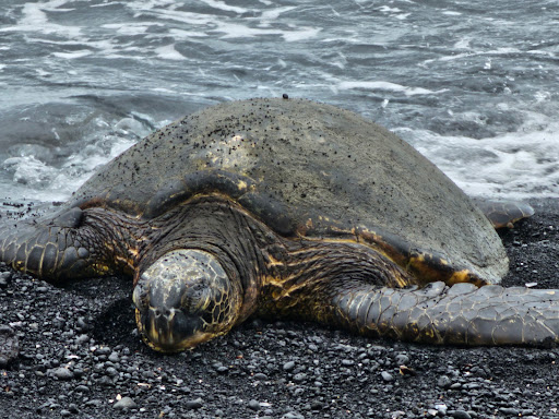 Wasabi Tours Hawaii