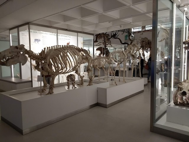 University Museum Of Zoology