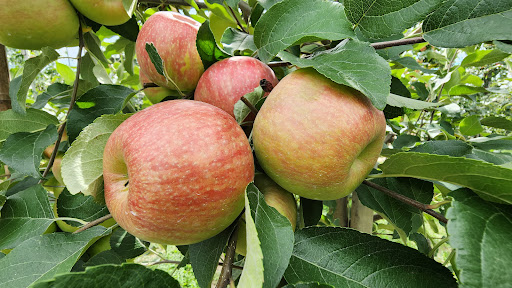 Paradise Pointe Orchard - Thumbnail