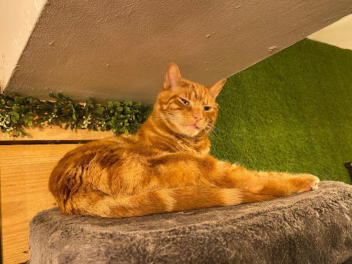 Paws Cafe - Visual