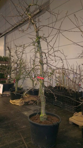 Boomkwekerij en Groenbedrijf De Fruittuin - Thumbnail