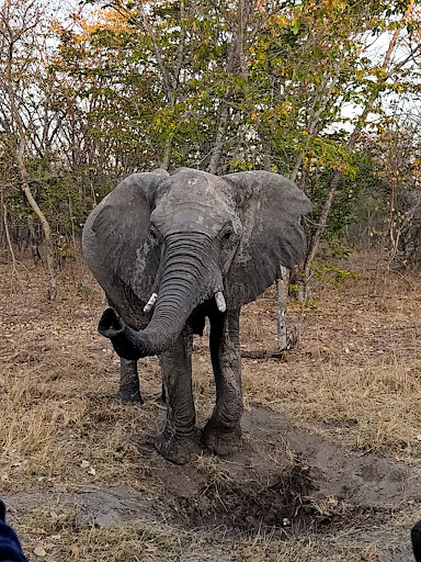 Yellow Zebra Safaris - Thumbnail