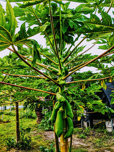 Osceola Organic Family Farm - Thumbnail