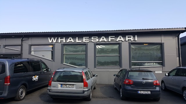 Whale Safari Andenes