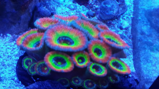 Robert's Reef - Thumbnail