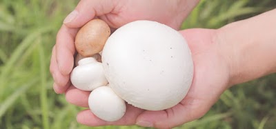 舟形マッシュルーム