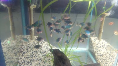 Photos of Teo Aquarium