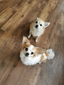 Sophia's 4 Pfoten Spa - Hundesalon - Ansbach
