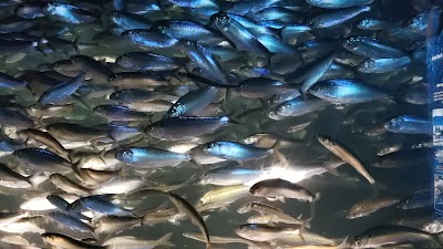 New England Aquarium