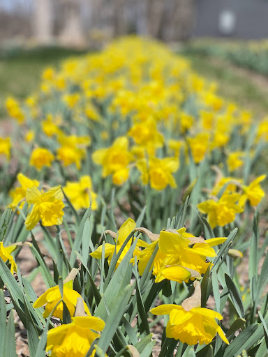 Halfinger Farms