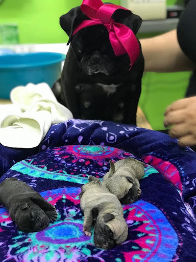 Clínica Veterinaria D' dogtors Gallery - Mexico