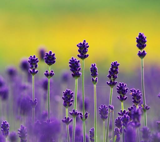 Light Body Massage & Healing - Thumbnail