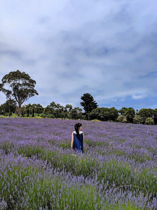 Red Hill Lavender Farm & Distillery