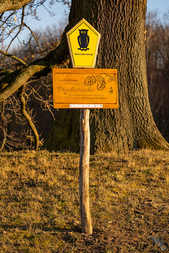 Friedenseiche Eiche - Visual