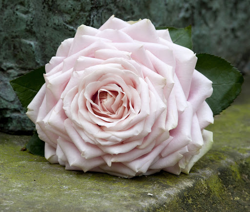 Des fleurs, des fleurs etc... - Thumbnail