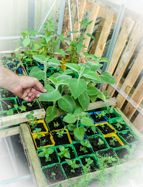 La Serre Ô Délices by null